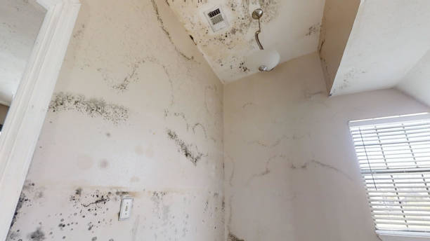 Centerville, CA Mold Removal Company