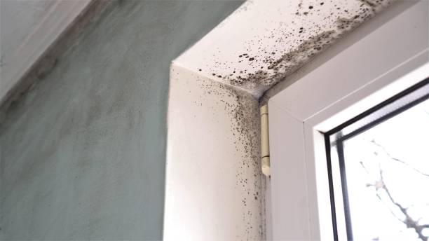 Best Mold Odor Removal Services  in Centerville, CA