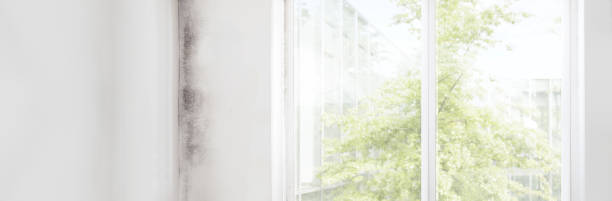 Best Environmental Consulting for Mold Prevention  in Centerville, CA